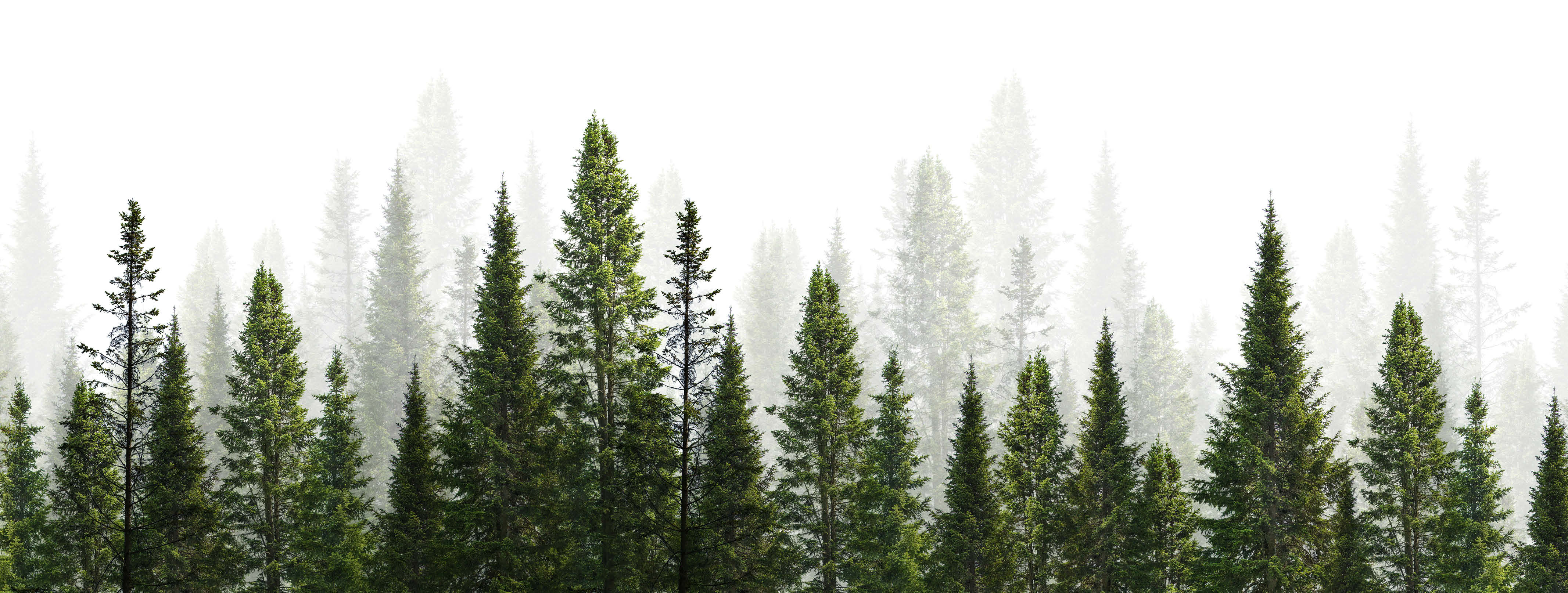 Image of Green Pine Trees seen with white background.